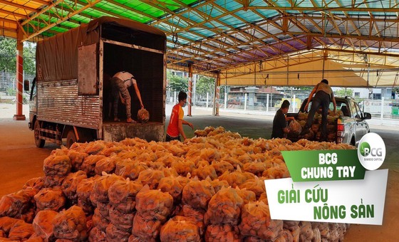 (BCG) - BCG chung tay hỗ trợ nông dân Vĩnh Long tiêu thụ 17 tấn khoai lang tím